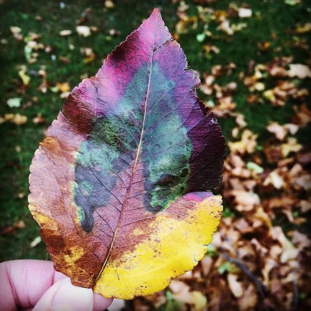 Still completely amazed by rainbow leaves.